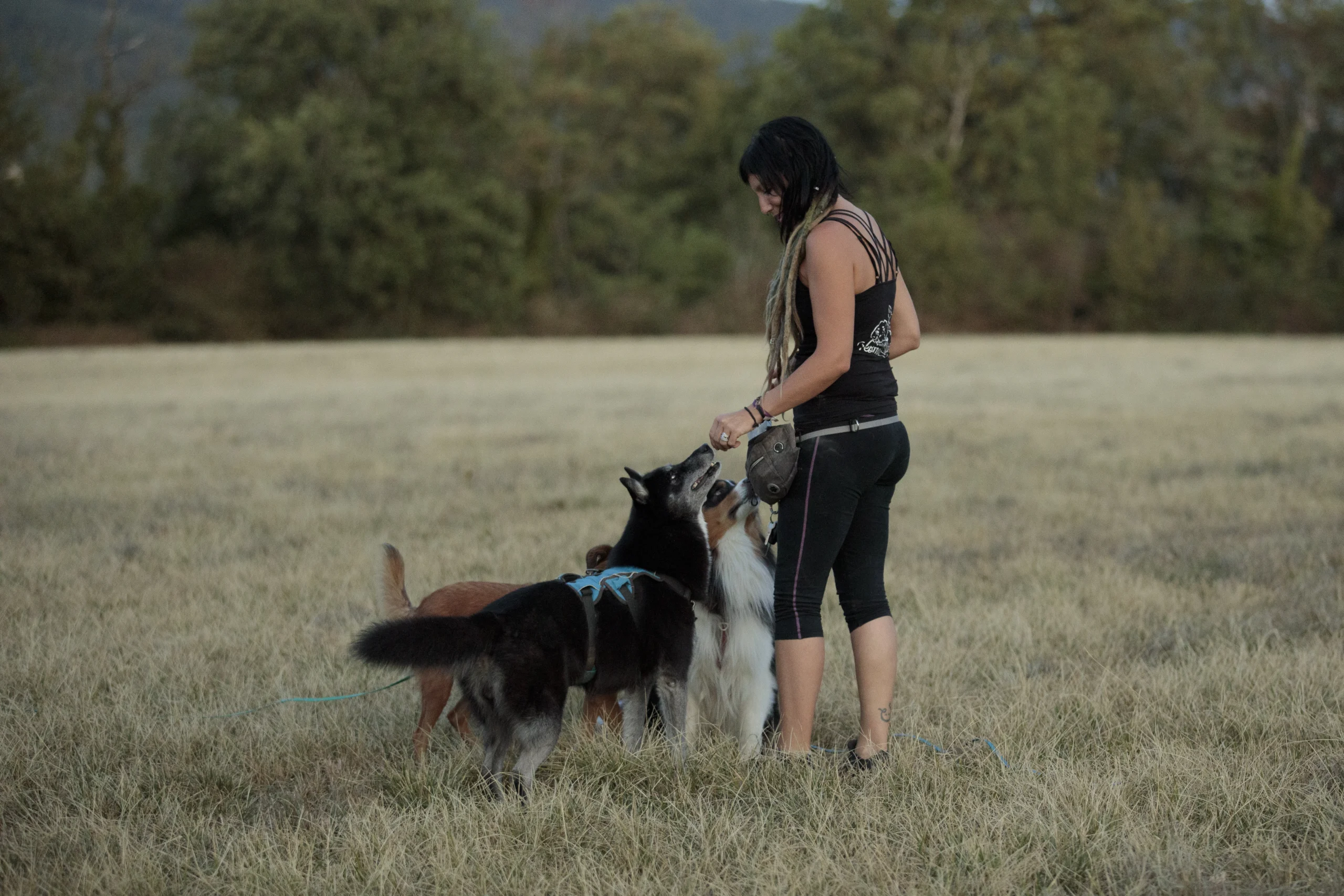 Educatrice canine qui donne à manger à des chiens Alimentation chien